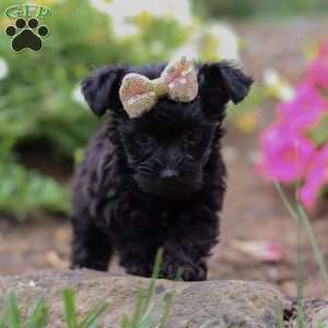 Lola, Yorkie Poo Puppy
